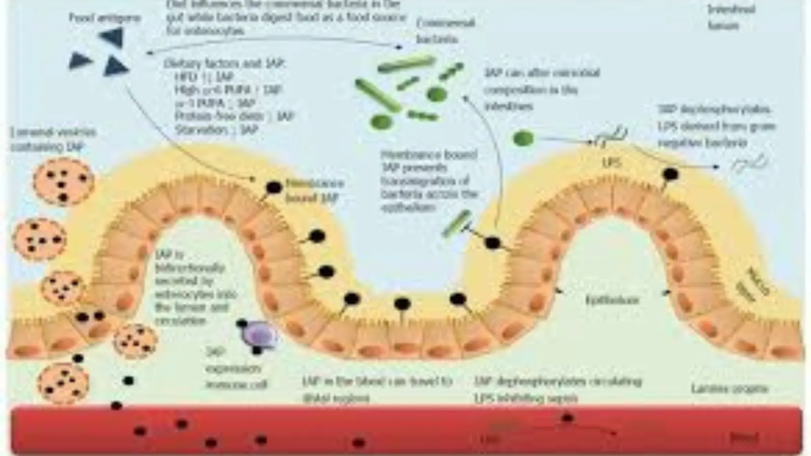 What Does High Alkaline Phosphatase Mean
