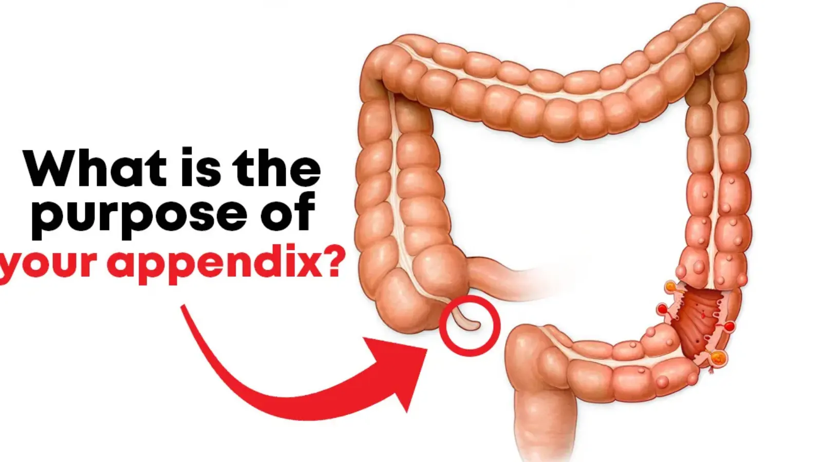 What Does the Appendix Do